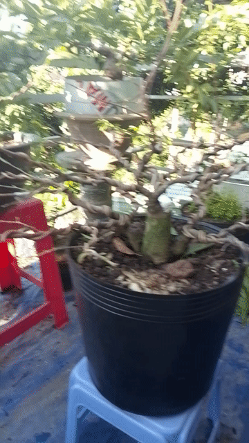 Cây cảnh trang trí nhà cửa dễ chăm sóc. Mua bán Cây cảnh, đồ trang trí tại Thành phố Cao Lãnh Đồng Tháp được đăng bởi Anh Huy hình 1