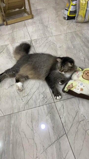 Mèo Anh lông dài Nâu xám đã thiến. Mua bán Mèo tại Thành phố Thủ Đức Tp Hồ Chí Minh được đăng bởi Phương Thanh hình 1