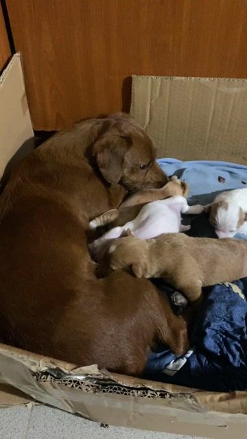 Chó con nhiều màu sắp mở mắt. Mua bán Chó tại Quận Thanh Xuân Hà Nội được đăng bởi Nguyễn Đức Liêm hình 1