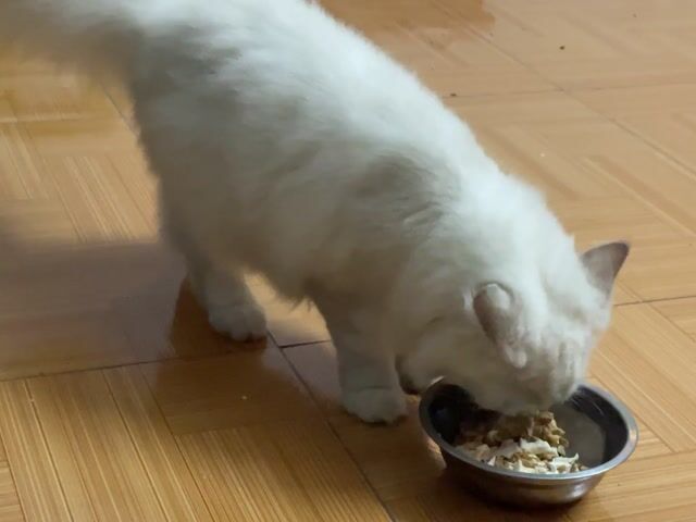 Mèo ALD cái gần 1 tuổi. Mua bán Mèo tại Huyện Đông Anh Hà Nội được đăng bởi Nguyễn Thị Quỳnh Anh hình 1