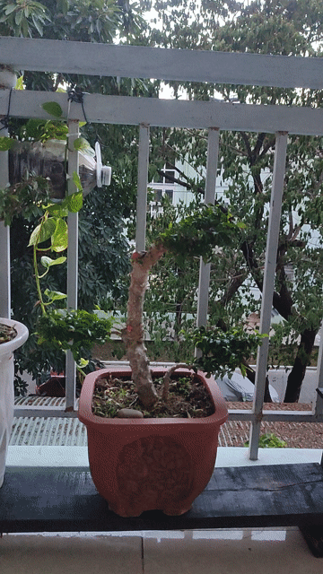Mai chiếu thủy bonsai. Mua bán Cây cảnh, đồ trang trí tại Quận Hải Châu Đà Nẵng được đăng bởi Lê thái thọ  hình 1