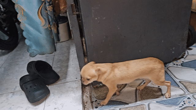  Chihuahua đực vàng cát. Mua bán Chó tại Quận 4 Tp Hồ Chí Minh được đăng bởi Hải Đăng Nguyễn Trường hình 1