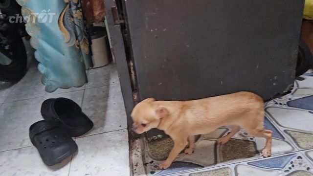  Chihuahua đực vàng cát. Mua bán Chó tại Quận 4 Tp Hồ Chí Minh được đăng bởi Hải Đăng Nguyễn Trường hình 1