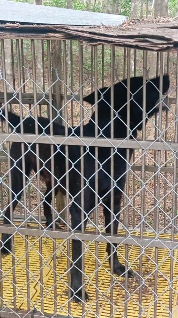 Chó Đực 18 tháng. Mua bán Chó tại Huyện Trảng Bom Đồng Nai được đăng bởi Trần Lưu hình 1