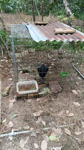 cần bán hoặc gl. Mua bán Chim tại Huyện Cai Lậy Tiền Giang được đăng bởi Nguyễn Văn Hữu hình 1