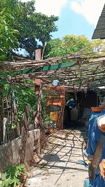 Chim chòe than đen gốc đất nong 3 tháng lồng. Mua bán Chim tại Quận Tân Bình Tp Hồ Chí Minh được đăng bởi Chí Thiện  hình 1