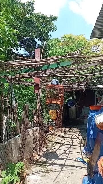 Chim chòe than đen gốc đất nong 3 tháng lồng. Mua bán Chim tại Quận Tân Bình Tp Hồ Chí Minh được đăng bởi Chí Thiện  hình 1