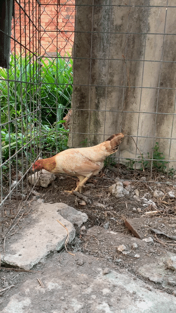 Gà tre mái 1.1kg Nâu vàng. Mua bán Gà tại Thành phố Tân An Long An được đăng bởi Trịnh Gia Bảo hình 1