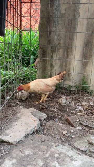 Gà tre mái 1.1kg Nâu vàng. Mua bán Gà tại Thành phố Tân An Long An được đăng bởi Trịnh Gia Bảo hình 1