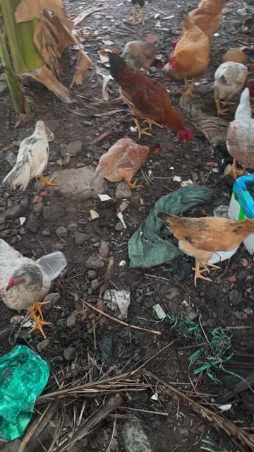 Gà mái nòi Cái nhiều màu. Mua bán Gà tại Quận 8 Tp Hồ Chí Minh được đăng bởi Ms hưởng hình 1