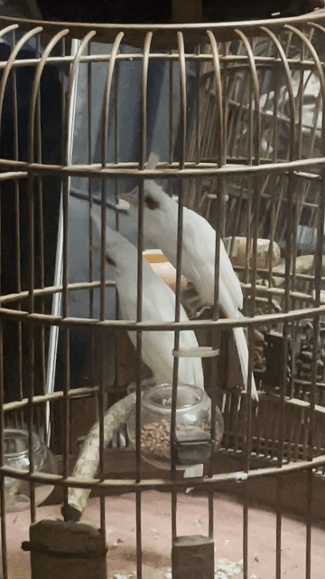 cặp bạch đẹp. Mua bán Chim tại Quận Gò Vấp Tp Hồ Chí Minh được đăng bởi Hưng Thịnh hình 1