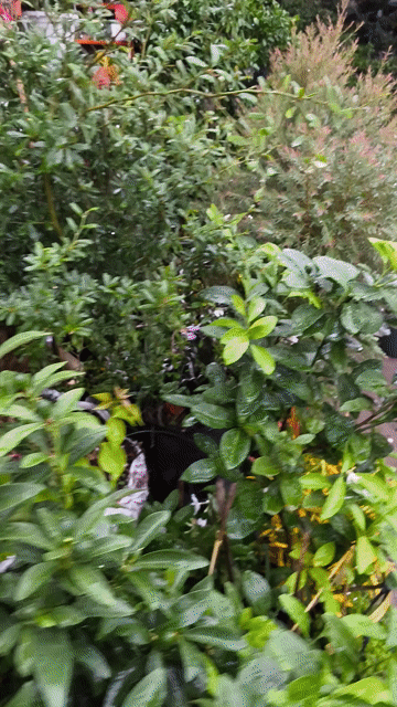 Non bộ hồ cá Koi,vật tư, trồng chăm sóc cây cảnh. Mua bán Cây cảnh, đồ trang trí tại Quận Bình Thạnh Tp Hồ Chí Minh được đăng bởi tan le hình 1