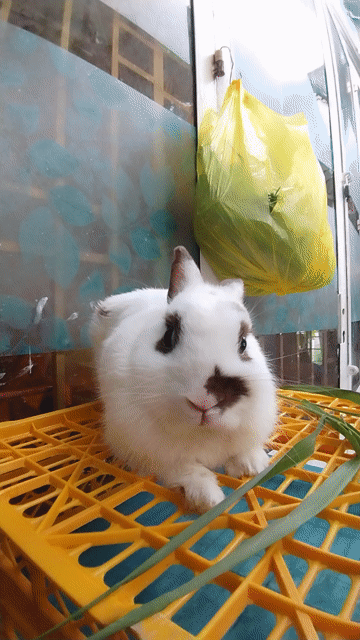 Thỏ Hà lan đực, ss. Mua bán Thú cưng khác tại Quận 11 Tp Hồ Chí Minh được đăng bởi Yaya Bọ ú thỏ HLan hình 1