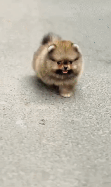Chó Pomeranian nhiều màu sắc. Mua bán Chó tại Quận 5 Tp Hồ Chí Minh được đăng bởi Minh Anh hình 1