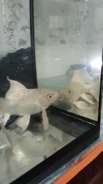 Cá chép sư tử Trắng. Mua bán Thú cưng khác tại Huyện Tân Trụ Long An được đăng bởi Khánh Trần hình 1