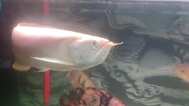 Cá Rồng Trắng Khỏe mạnhab. Mua bán Thú cưng khác tại Quận Bình Tân Tp Hồ Chí Minh được đăng bởi duy giau  hình 1
