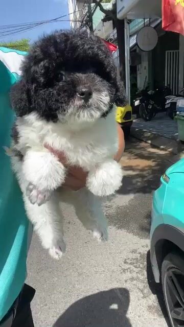 Chó Poodle bò sữa 2.5 tháng đã tiêm. Mua bán Chó tại Quận Thanh Khê Đà Nẵng được đăng bởi phuong thảo  hình 1
