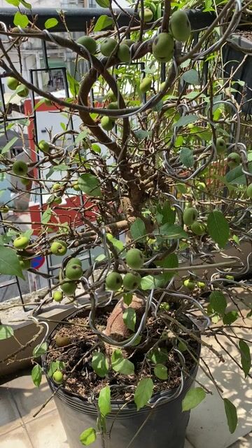 Cây cảnh Sung nếp Bắc Bonsai 70cm Đang ra quả. Mua bán Cây cảnh, đồ trang trí tại Quận Phú Nhuận Tp Hồ Chí Minh được đăng bởi Anh Ba hình 1