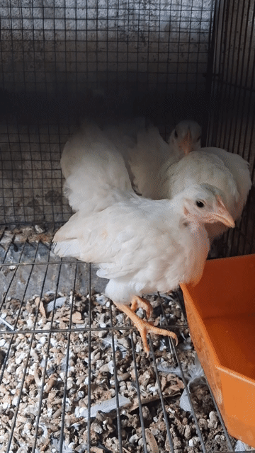 Gà mái mini Trắng 3 tháng cả cặp. Mua bán Gà tại Thành phố Thủ Đức Tp Hồ Chí Minh được đăng bởi Duy Lân Ngô hình 1
