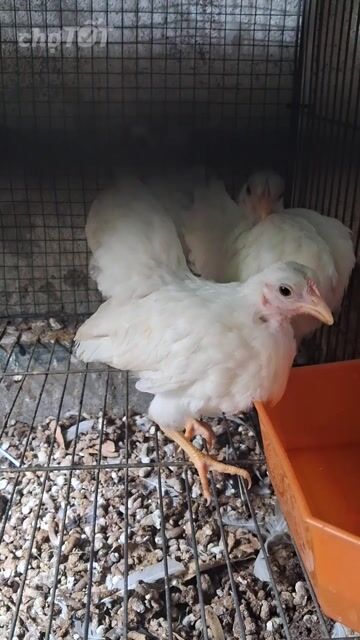 Gà mái mini Trắng 3 tháng cả cặp. Mua bán Gà tại Thành phố Thủ Đức Tp Hồ Chí Minh được đăng bởi Duy Lân Ngô hình 1