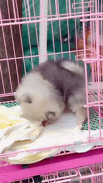 Chó Phốc Sóc Pom thái teacup. Mua bán Chó tại Quận Bình Tân Tp Hồ Chí Minh được đăng bởi Cậu ba bán chó hình 1