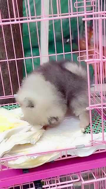 Chó Phốc Sóc Pom thái teacup. Mua bán Chó tại Quận Bình Tân Tp Hồ Chí Minh được đăng bởi Cậu ba bán chó hình 1