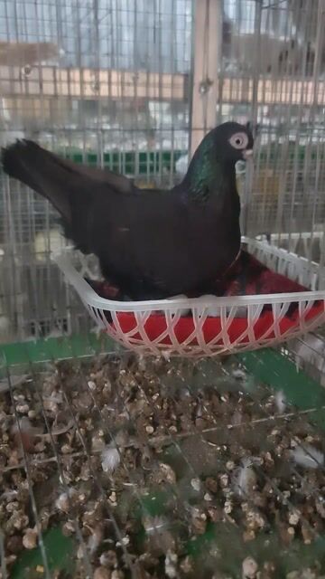 bồ câu gà tre ss. Mua bán Chim tại Huyện Tịnh Biên An Giang được đăng bởi Gà Nòi 67 hình 1
