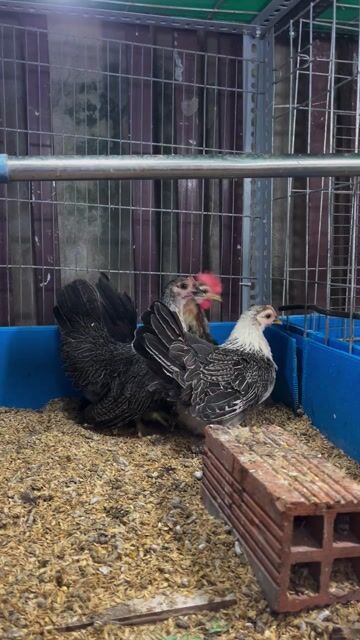 gà tre thái ( gà kiển chuối lửa tơ ). Mua bán Gà tại Quận Ninh Kiều Cần Thơ được đăng bởi Trái Ổi Non hình 1