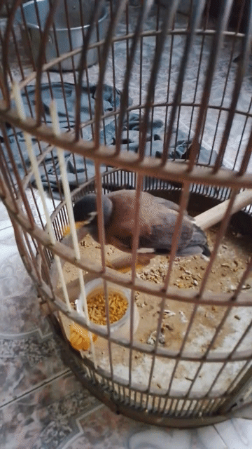 Chim sáo non dễ huấn luyện. Mua bán Chim tại Thành phố Biên Hòa Đồng Nai được đăng bởi lâm Khoa hình 1