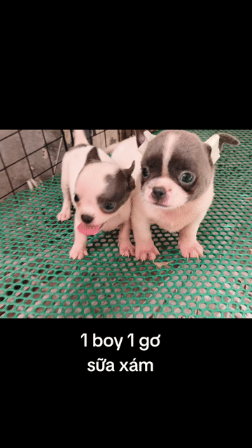 Chó Chihuahua sữa xám. Mua bán Chó tại Quận 8 Tp Hồ Chí Minh được đăng bởi ZoZo House Chihuahua hình 1