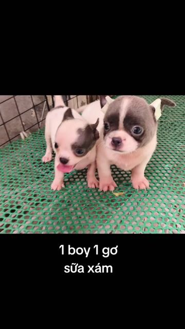 Chó Chihuahua sữa xám. Mua bán Chó tại Quận 8 Tp Hồ Chí Minh được đăng bởi ZoZo House Chihuahua hình 1