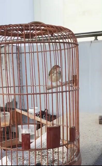 Sâu xanh Giọng dài. Mua bán Chim tại Quận Tân Bình Tp Hồ Chí Minh được đăng bởi meomeo hình 1