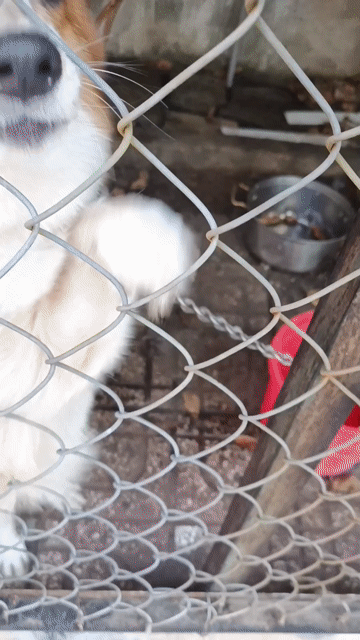 Pé Corgi cái hơn 1 tuổi, chân ngắn 2tr8. Mua bán Chó tại Thành phố Thủ Dầu Một Bình Dương được đăng bởi Nguyễn Duy hình 1