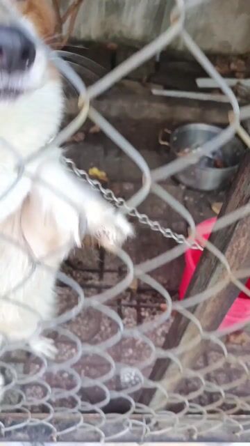 Pé Corgi cái hơn 1 tuổi, chân ngắn 2tr8. Mua bán Chó tại Thành phố Thủ Dầu Một Bình Dương được đăng bởi Nguyễn Duy hình 1