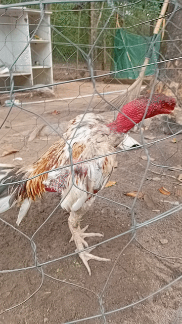 Gà chọi ngũ sắc đực 2.85kg. Mua bán Gà tại Huyện Đức Linh Bình Thuận được đăng bởi Nguyen Hung hình 1