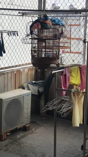 Chim cảnh. Mua bán Chim tại Quận Gò Vấp Tp Hồ Chí Minh được đăng bởi ace mua goi nha hình 1