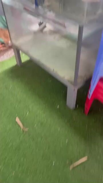 Bể cá cảnh Kính 1m2. Mua bán Phụ kiện, Thức ăn, Dịch vụ tại Thành phố Bà Rịa Bà Rịa - Vũng Tàu được đăng bởi Như hình 1
