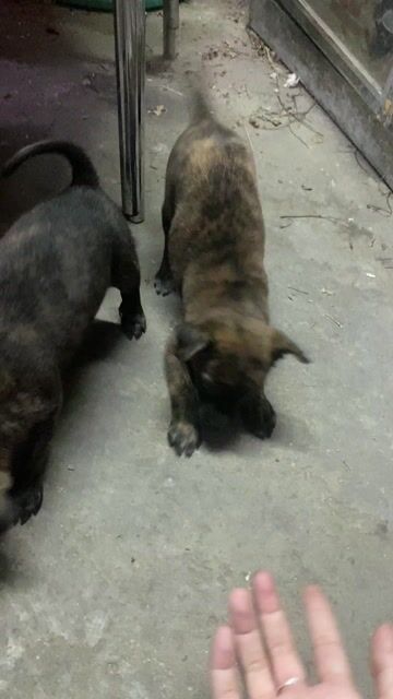 Chó Phú Quốc cái vằn. Mua bán Chó tại Quận Tân Phú Tp Hồ Chí Minh được đăng bởi Võ Thảo hình 1