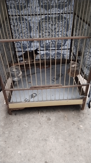 Chim Chào mào trưởng thành. Mua bán Chim tại Quận Tây Hồ Hà Nội được đăng bởi Giang Hoang hình 1