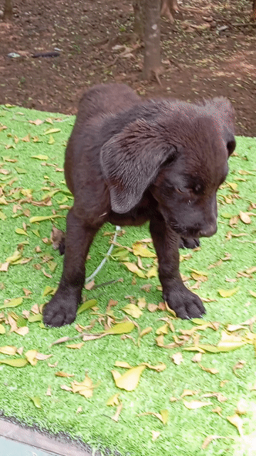 Chó Rottweiler lai đực 3 tháng. Mua bán Chó tại Huyện Trảng Bom Đồng Nai được đăng bởi Trần Văn lưu hình 1