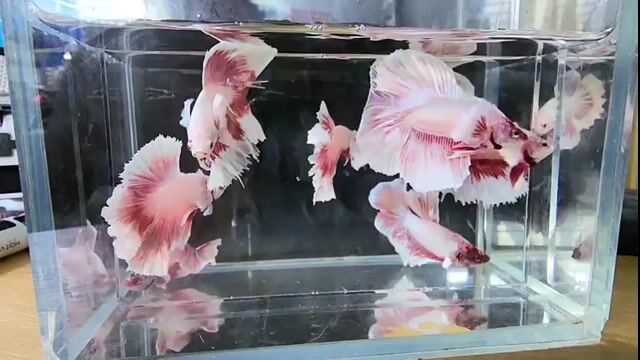 Cá cảnh Dumbo Halfmoon Hồng phấn. Mua bán Thú cưng khác tại Thị xã Tân Uyên Bình Dương được đăng bởi Bình Mai Betta Shop hình 1