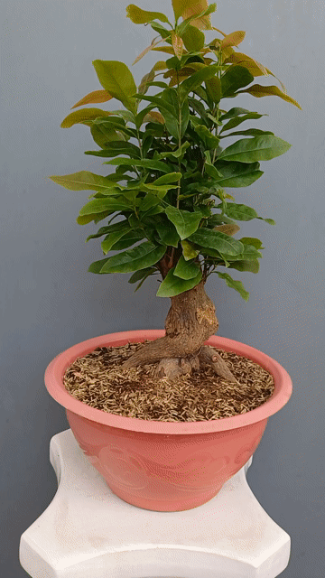 Mai bonsai Giảo Thủ Đức zin h22 đế đẹp h40. Mua bán Cây cảnh, đồ trang trí tại Quận Tân Bình Tp Hồ Chí Minh được đăng bởi Bonsai và Chậu xưa hình 1