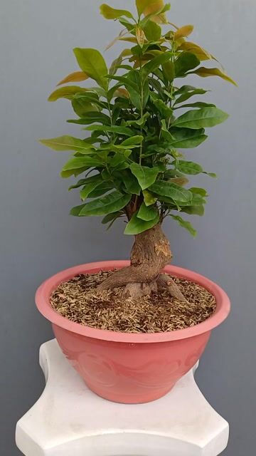 Mai bonsai Giảo Thủ Đức zin h22 đế đẹp h40. Mua bán Cây cảnh, đồ trang trí tại Quận Tân Bình Tp Hồ Chí Minh được đăng bởi Bonsai và Chậu xưa hình 1