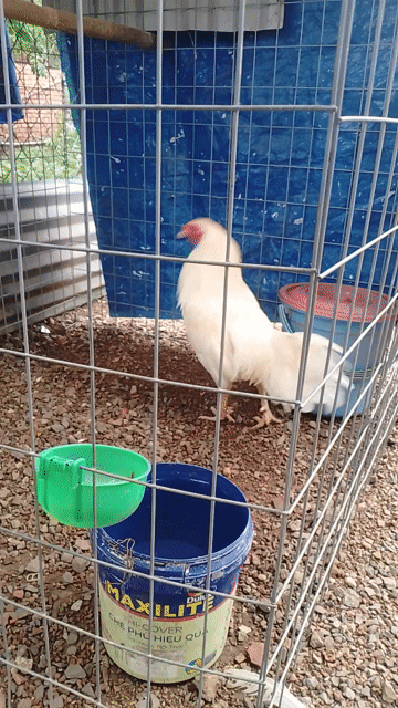 Gà đá Trắng Đực. Mua bán Gà tại Huyện Trảng Bom Đồng Nai được đăng bởi VAN NEN hình 1