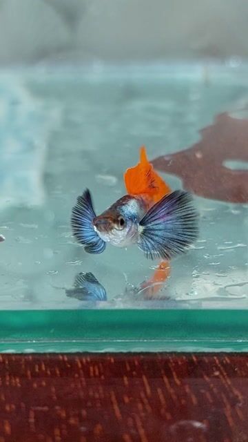 Cá 7 màu Koi Red Ear FC Đỏ, Trắng. Mua bán Thú cưng khác tại Quận Bình Tân Tp Hồ Chí Minh được đăng bởi Caycanhminhhien hình 1