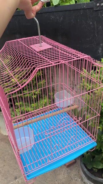Lồng chim Kim loại màu Hồng. Mua bán Phụ kiện, Thức ăn, Dịch vụ tại Thành phố Dĩ An Bình Dương được đăng bởi Phan Thị Kim Oanh hình 1