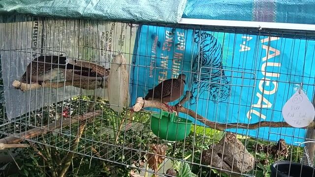 Chim cu Việt SS. Mua bán Chim tại Thành phố Sa Đéc Đồng Tháp được đăng bởi Đạt hình 1