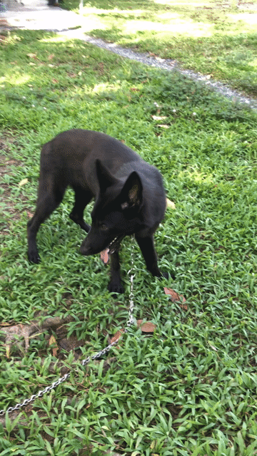 Chó Working dog đen 1 năm. Mua bán Chó tại Huyện Bình Chánh Tp Hồ Chí Minh được đăng bởi Quốc Cường hình 1