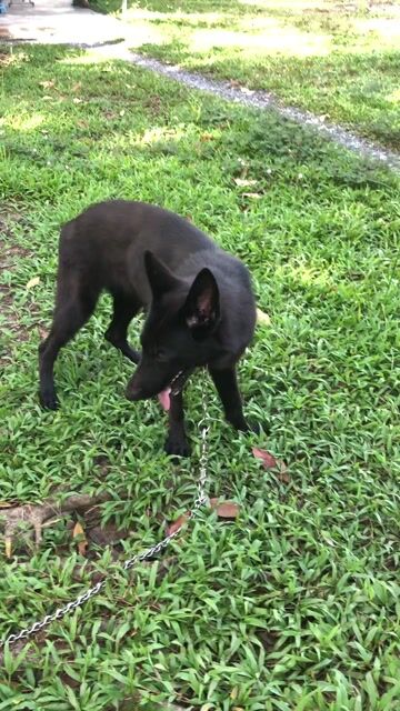 Chó Working dog đen 1 năm. Mua bán Chó tại Huyện Bình Chánh Tp Hồ Chí Minh được đăng bởi Quốc Cường hình 1