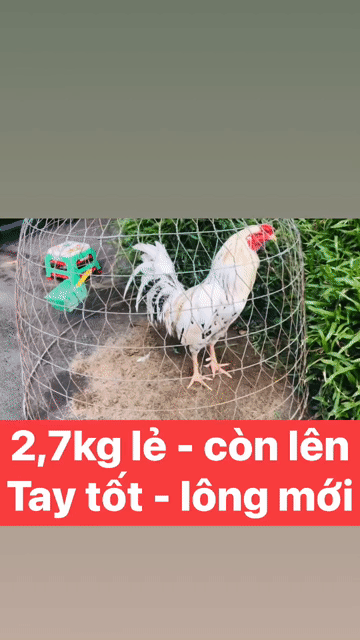 Mới vô chế độ -Anh em có chơi liên hệ mình. Mua bán Gà tại Thành phố Rạch Giá Kiên Giang được đăng bởi Đức Bảo Trần hình 1